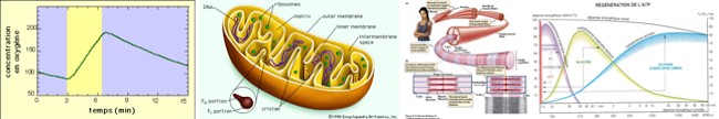 svtspe1